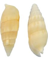 3373 - White Cerith 1.5-2" (gallon)