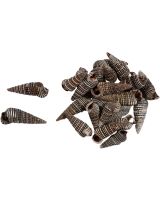 3379 - Koch's Cerith .75- 1" (kilo)