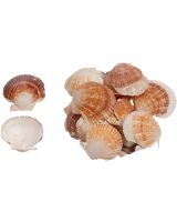 3396 - Pixie Cup Scallop Deep & Flat Mixed 0.75-2.25" (kilo)