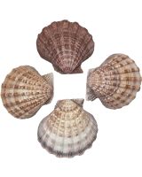 3407 - Lion's Paw Scallop 4-5"