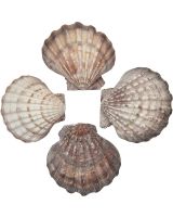 3407L - Lion's Paw Scallop 5-7"