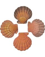 3407LO - Lion's Paw Orange Scallop 5" & Up