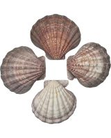 3407XL - Lion's Paw Scallop 7" Up