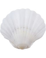 3422L - Irish Deep Scallop 4" & Up