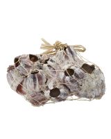 3426 - Barnacle Cluster 7-9" (We do not replace or credit any broken Barnacles)