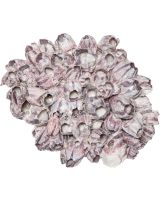 3426L - Barnacle Cluster Glued 9-12" (We do not replace or credit any broken Barnacles)