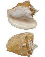 346305 - Milk Conch 5-6"