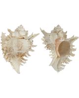 3534 - Ramose Murex 6-7"