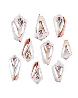 354801 - Strawberry Conch Center Cut Shell 1.5-2.25"