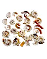354901 - Strawberry Conch Middle Cut Shell Spirals 0.5-2" (kilo)