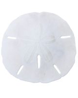 3591 - Round Sand Dollar 1-1.5" (We do not replace or credit any broken Sand Dollars)