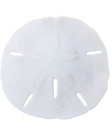 35911 - Round Sand Dollar 1.25-1.5"