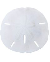 3592XL - Round Sand Dollar 4-4.5" (We do not replace or credit any broken Sand Dollars)