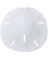3594 - Round Sand Dollar 3.5-4" (We do not replace or credit any broken Sand Dollars)
