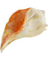 3600 - Whelk Left Hand 4-5"