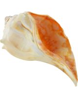 3604 - Atlantic Whelk 6-7"