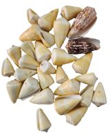 3612SK - Cones Asst. 2-3" Polished (kilo; ~20 pcs)