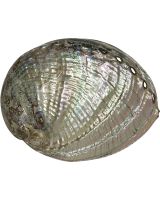3614L - Green Abalone Polished 6-7"