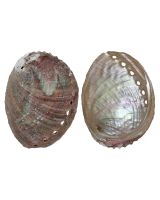 362404 - Rosa Abalone 4-5"