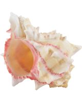 3776 - Rose Murex 4-5"