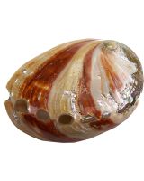 3801L - Red Abalone Polished 4 up"