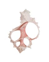 3880 - Pink Murex Center Cut 3-4"