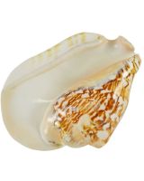 397006 - Widest Pacific Conch Polished 6" & Up