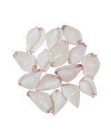 3972 - Warty Little Egg Cowry 1-1.25"