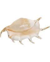 3980L - Giant Lambis 8-10"