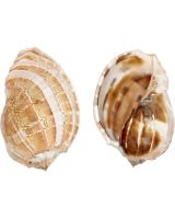 3983 - Major Harpa Snail 3-4"