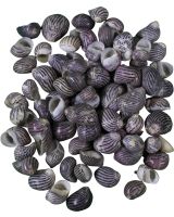 4109K - Leopard Nerite Snail .25-.75" (kilo)