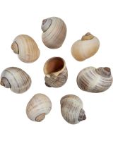 4134 - Golden Apple Snail 2.5-3"