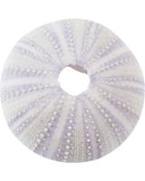 4151 - Purple Sea Urchin 1-2"