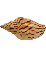 4153 - Zebra Striped Volute 3-4"