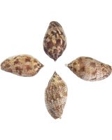 4157 - Brown Line Volute 2.5-3"