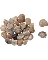 4189 - Freshwater Button Trochus 0.375-0.437" (kilo)