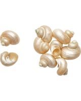 4200 - Little Burnt Turbo Pearled 1.25-1.75"