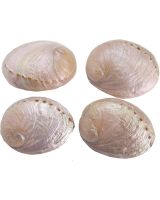 42114 - Greenlip Abalone Pearled 3.25-4"