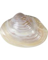 4214 - Pink Mussel 6-8"