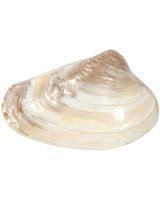 4214L - Pink Mussel 8" Up