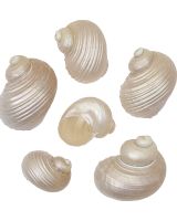 4222 - Rough Turbo Pearled 1-2"