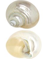 4267S - Jade Turbo Pearled 3-3.5"