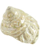 4272 - Wavy Trochus Pearled 3.5-4"