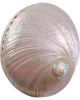 4285 - Pinto Abalone Pearled 5-6"