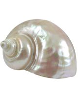 4292PB - Great Green Turbo Satin Pearled 5-6"