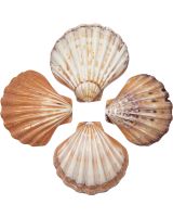 4409 - Lion's Paw Orange & Brown Scallop Polished 5" & Up