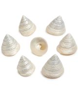 4472 - Trochus Pearled 1.5-2"