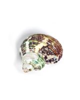 4477 - Rough Turbo Polished 1.5-1.75"