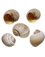 4480 - Golden Apple Snail 2-3"