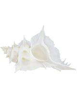 4488 - Alabaster Murex 5-6"